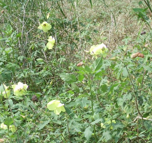 Roadside Flowers.